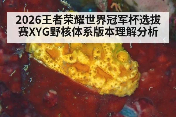 2026王者荣耀世界冠军杯选拔赛XYG野核体系版本理解分析